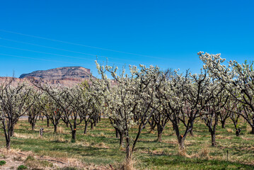 Springtime landscape in the Fruit and Wine Country of Western Colorado