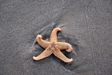 Starfish on the beach in Skagen, Denmark