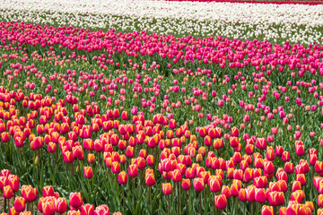 Red tulips in a field near Egmond aan Zee/NL on a sunny spring day