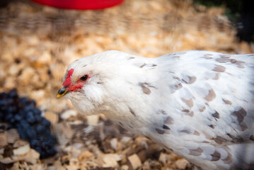 White Chicken in Coop