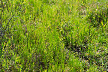 Tall bladed grass green red tips