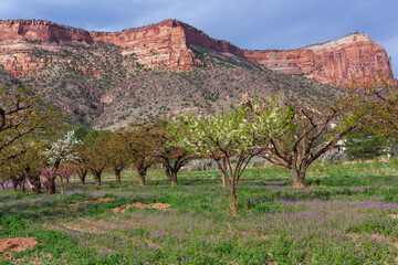 Spring in Mesa County, Colorado