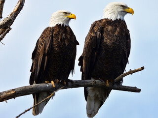 Pair of Bald Eagles