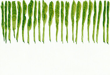 green vegetal frieze on a white background hand-painted in watercolour, green leaves on a white background