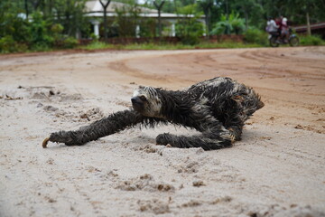 Roads in wildlife habitat. Brown throated three toed sloth Bradypus variegatus that has climbed down from the tree to cross a country road. The fur is wet and full of flies. Amazon rainforest, Brazil. © juerginho