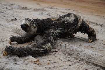 Roads in wildlife habitat. Brown throated three toed sloth Bradypus variegatus that has climbed...