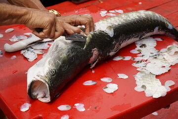 Tropical freshwater fish Arapaima Gigas, also known as Pirarucu. Wild caught, where first the...