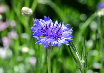 image of a purple flower with defocused background