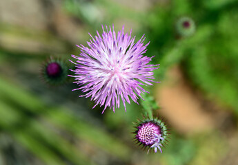 image of a pink flower with defocused background