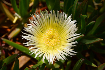 mage of a yellow flower with defocused background