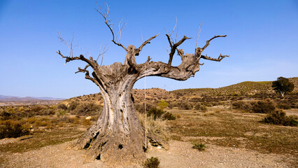 scene with an abstract tree, typical of western movies