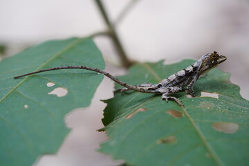 A Anolis Chrysolepis Treerunner lizard in tropical forest. Wild animal in Amazon rainforest near Manaus, Amazonas state, Brazil.