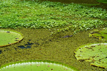 View over typical wet meadows in the Amazon with ponds full of Vitoria Regia flower leafs near...