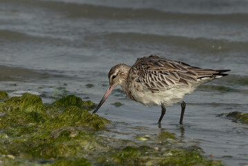 Bar-tailed Godwit feeding at Eker coast of Bahrain
