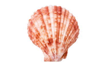 isolated shell of mussel over transparent background