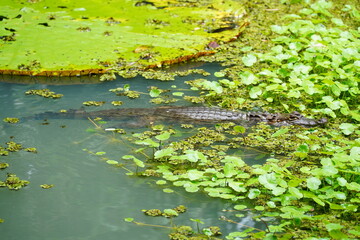 Spectacled caiman (Caiman crocodilus,  Alligatoridae family) hunting for food, hiding among Vitoria Regia leaves and other aquatic plants. Near Manaus, Amazonas state, Brazil.