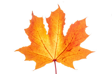 isolated leaf of maple tree over transparent background