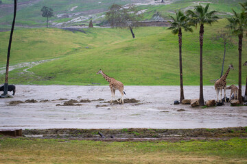 Giraffes living outdoors eating multiple single african 