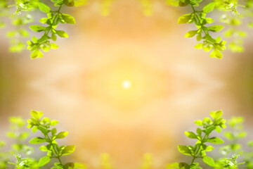 Blurred close up fresh nature view of green leaf on greenery background with copy space. Natural green plants landscape, ecology, fresh wallpaper concept. Wide border with sunny flare. Out of focus