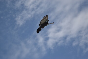 eagle in flight pigeon dove ferral rock dove birds flying love birds eagle blue sky beautiful landscape picture photo hawk feather nature image sunset sunrise sunlight beautiful capture tourism place 