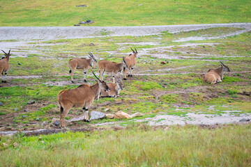 Common eland antelope multiple single close up background africa