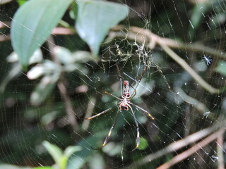 Aranha, Teia de Aranha