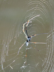 Aranha, Teia de Aranha