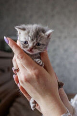 Small british shorthair cat in females hands. Scottish fold kitten. Pet concept.