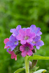 Lungwort (Pulmonaria) bethlehem sage, jerusalem cowslip,