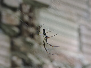 Aranha, Teia de Aranha