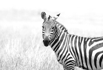 Fototapeta na wymiar Highkey image of portrait of a zebra at Masai Mara, Kenya