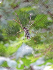 Aranha, Teia de Aranha