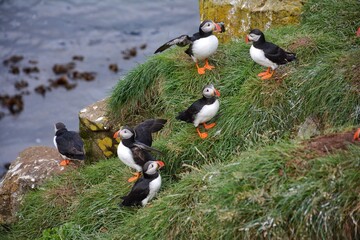 Borgarfjordur Eystri, home to a large puffin colony in Iceland, in late afternoon
