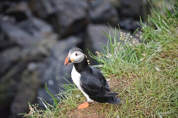 Borgarfjordur Eystri, home to a large puffin colony in Iceland