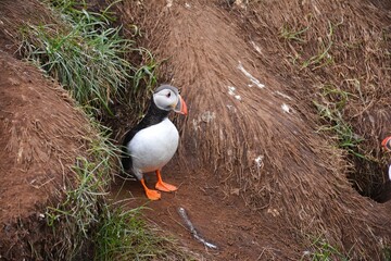 Borgarfjordur Eystri, home to a large puffin colony in Iceland