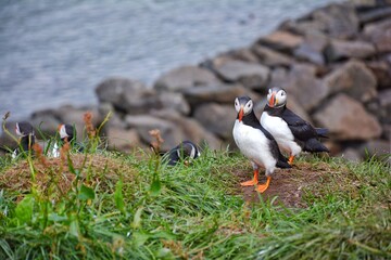 Borgarfjordur Eystri, home to a large puffin colony in Iceland