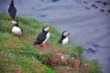 Borgarfjordur Eystri, home to a large puffin colony in Iceland