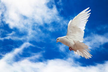 Dove in the air with wings wide open in-front of the sky