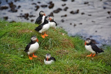 Plakat Borgarfjordur Eystri, home to a large puffin colony in Iceland