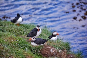 Borgarfjordur Eystri, home to a large puffin colony in Iceland