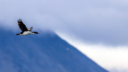 Beagle Channel, Ushuaia, Argentina