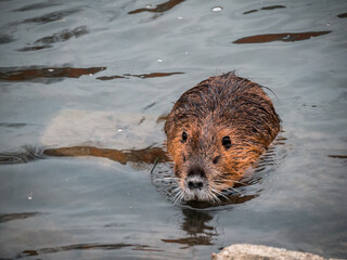 A river nutria swims in the water of the river