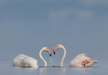 Focus of a pair of Greater Flamingos in the early morning hours at Eker creek, Bahrain
