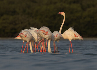 Greater Flamingos feeding  in the early morning hours at Eker creek, Bahrain