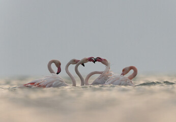 Greater Flamingos territory fight  in the early morning hours at Asker coast, Bahrain