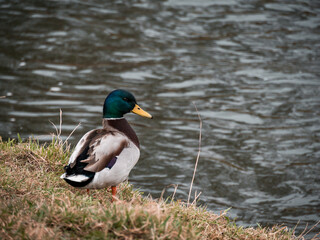 A duck stands on the bank by the water by the river