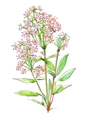 Valerian (Valeriana officinalis) herb isolated on white background. Generative AI watercolor illustration
