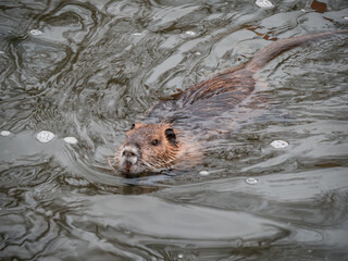 A river nutria swims in the water of the river