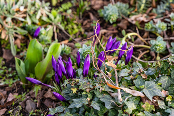 Several purple crocuses in spring