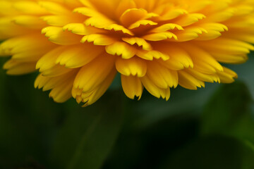 żółty kwiat w trybie makro , kwiatowy tło, wzór,